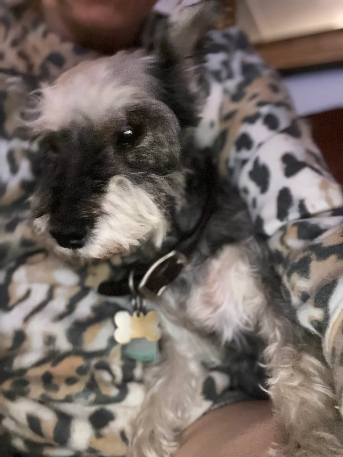 Lost dog in Artesia, NM, 88211