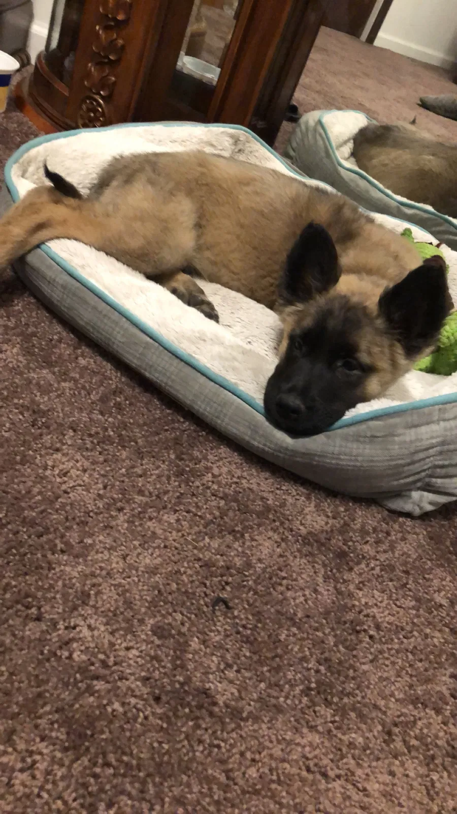 Lost dog in Kingsburg, CA, 93631