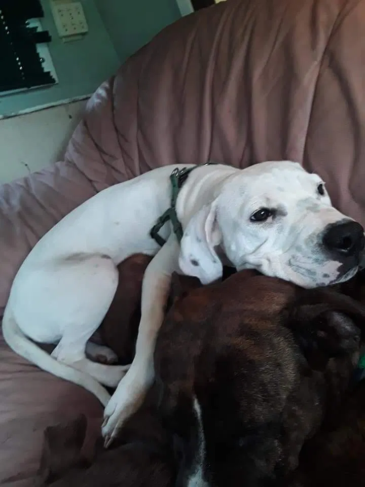 Lost dog in Crystal River, FL, 34428