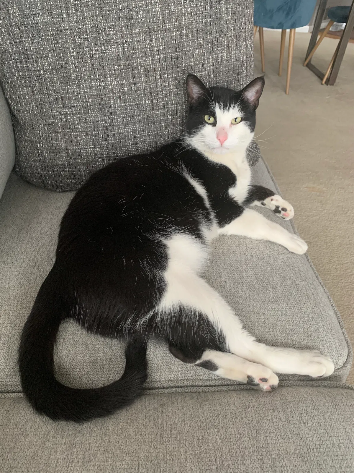 Lost cat in Arvada, CO, 80003