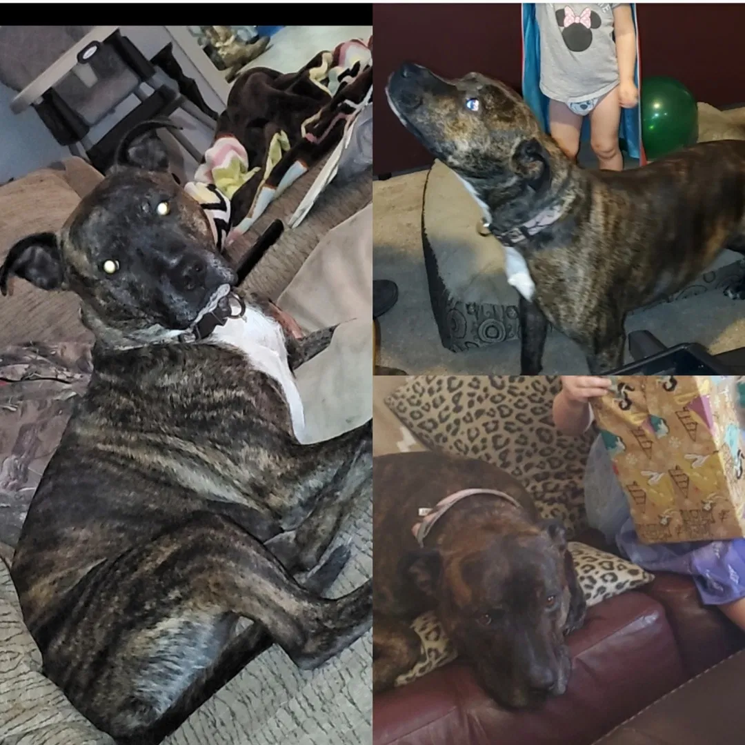Lost dog in Dayton, OH, 45403