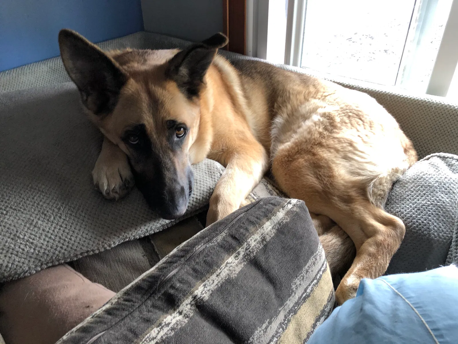 Lost dog in Brunswick, OH, 44212
