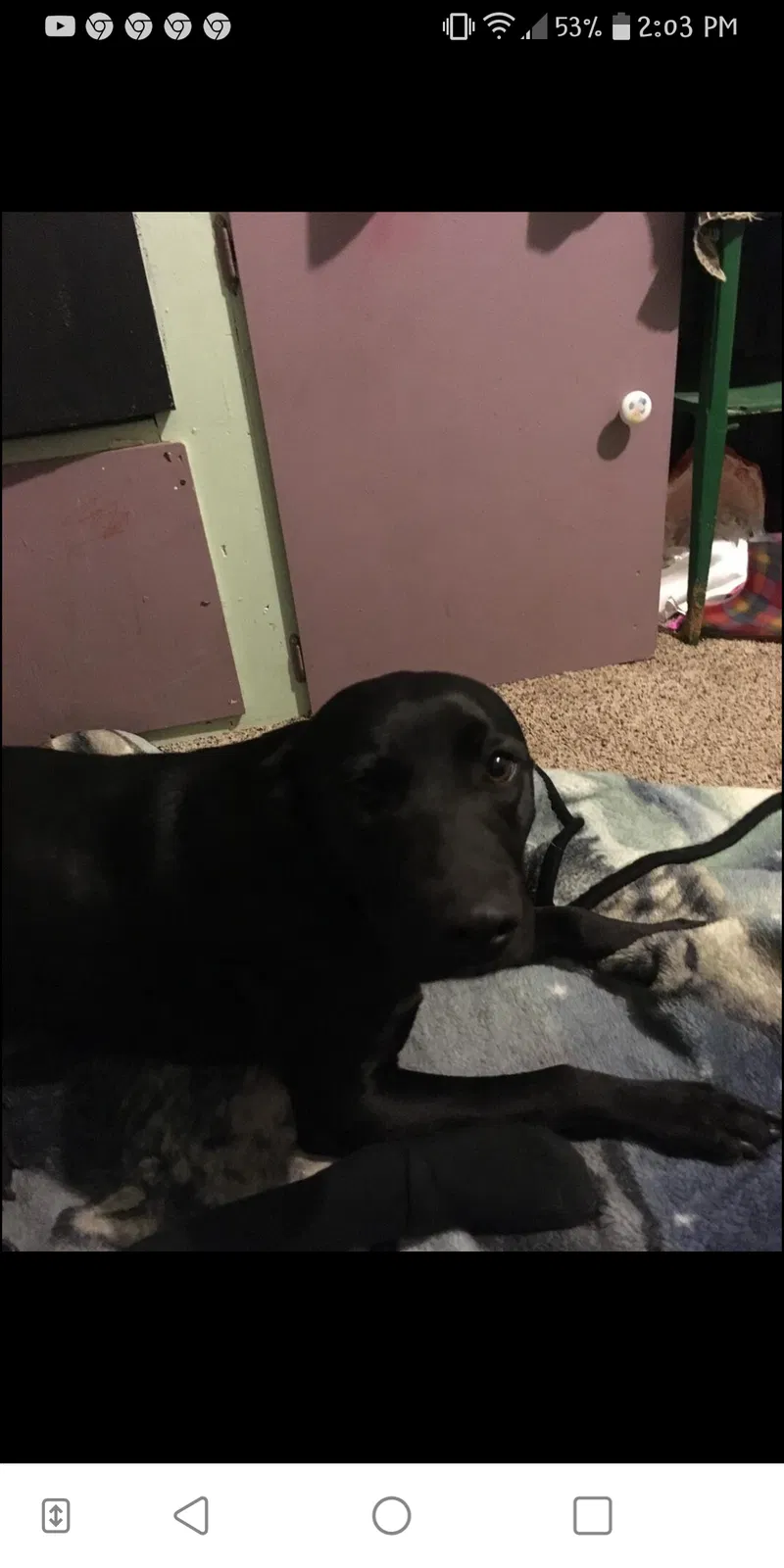 Lost dog in San Bernardino, CA, 92407