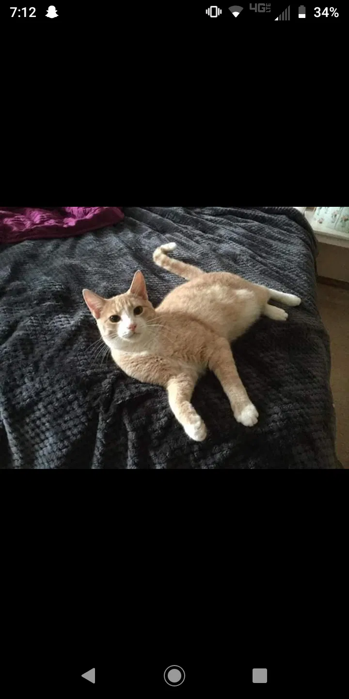 Lost cat in Portland, OR, 97267