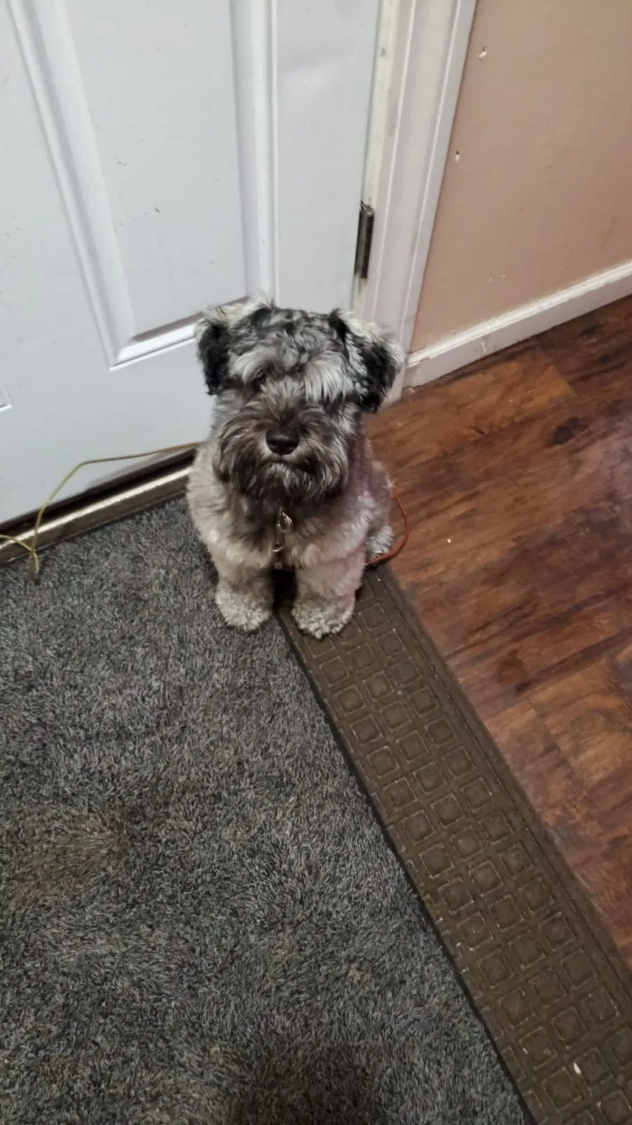 Lost dog in Pontiac, MI, 48340