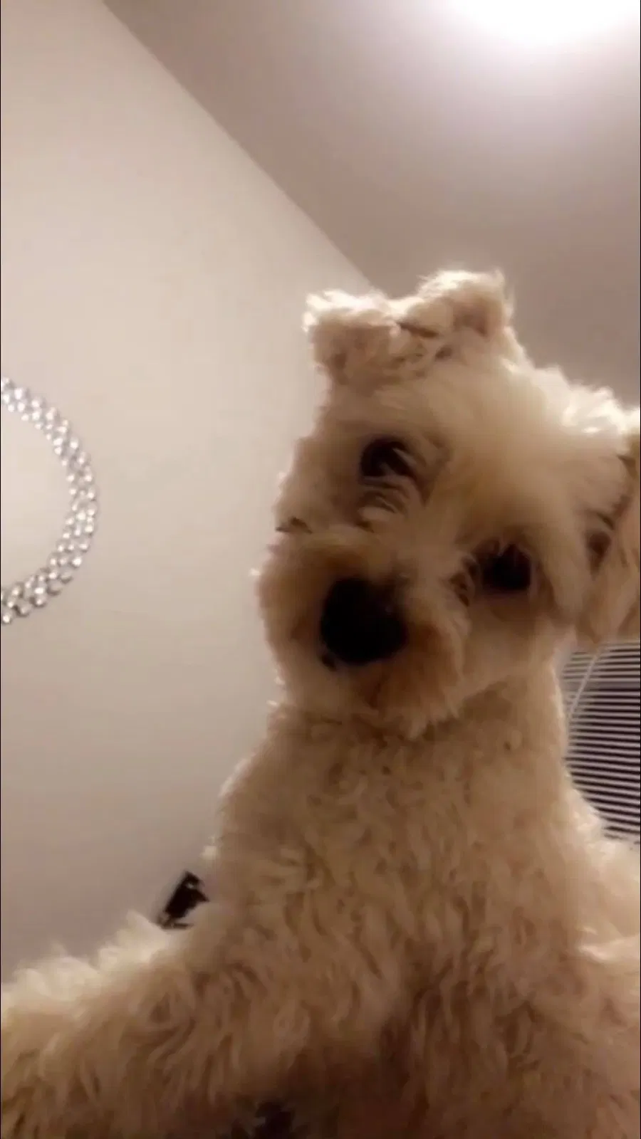 Lost dog in El Paso, TX, 79932