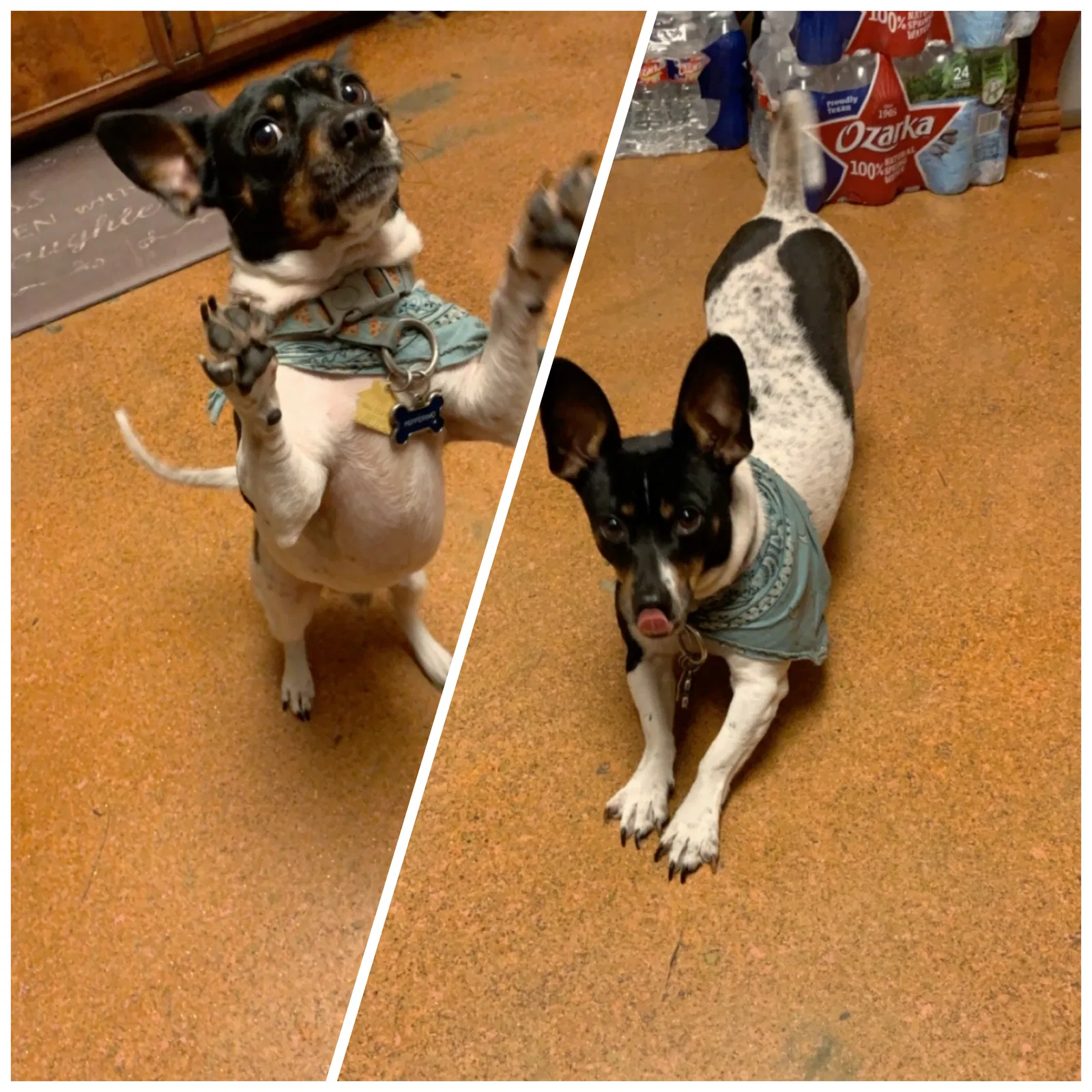 Lost dog in Brownsville, TX, 78520