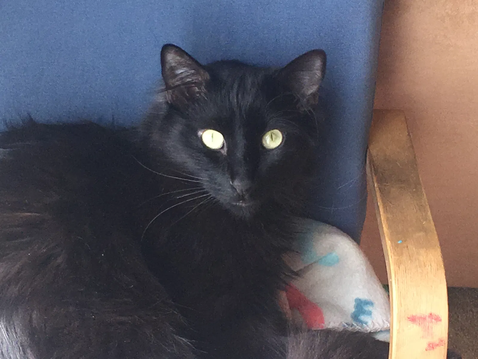 Lost cat in Lafayette, CO, 80026
