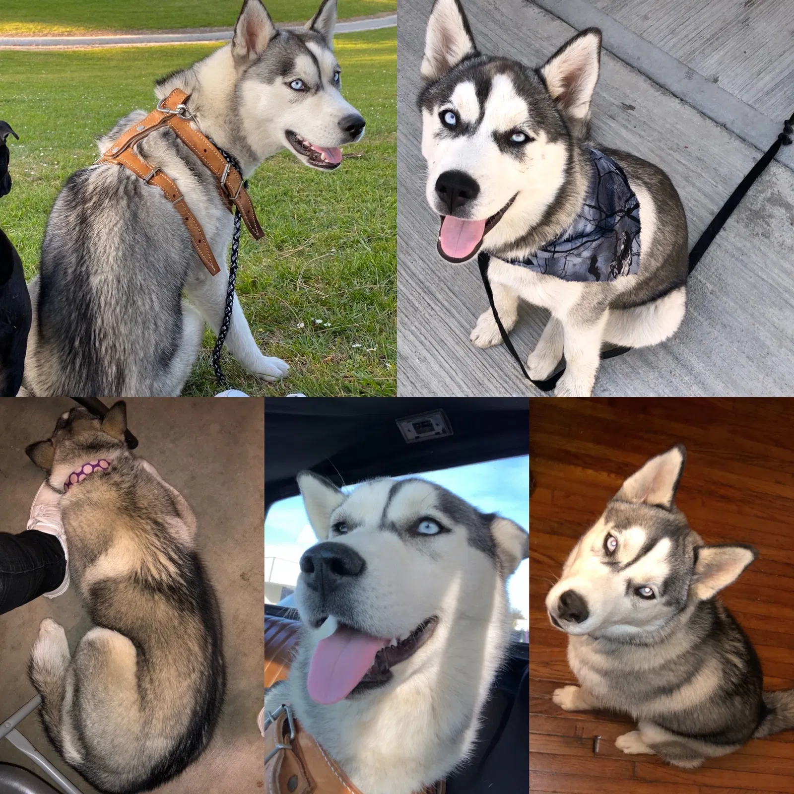 Lost dog in Norwalk, CA, 90650