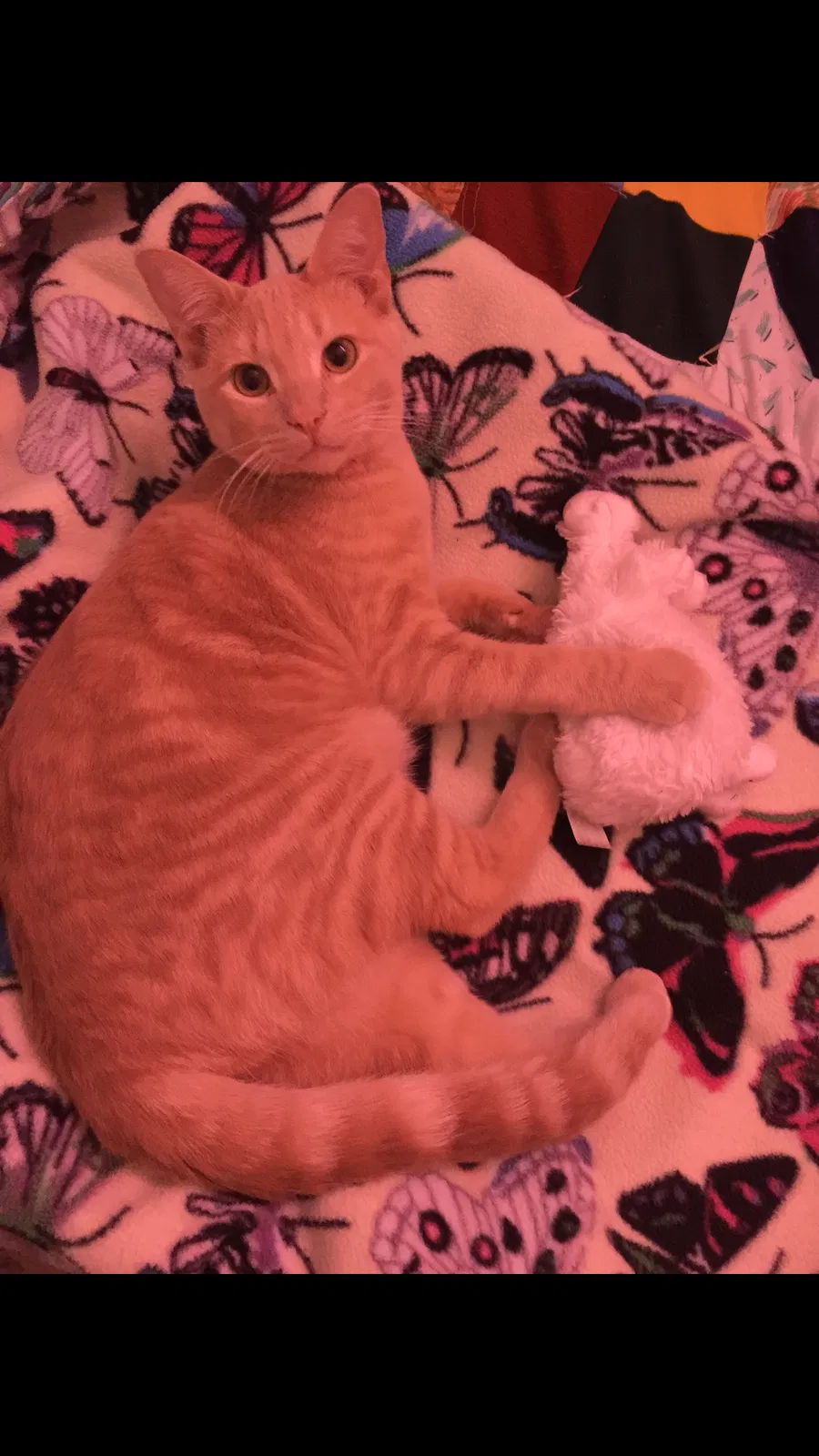 Lost cat in Galt, CA, 95632