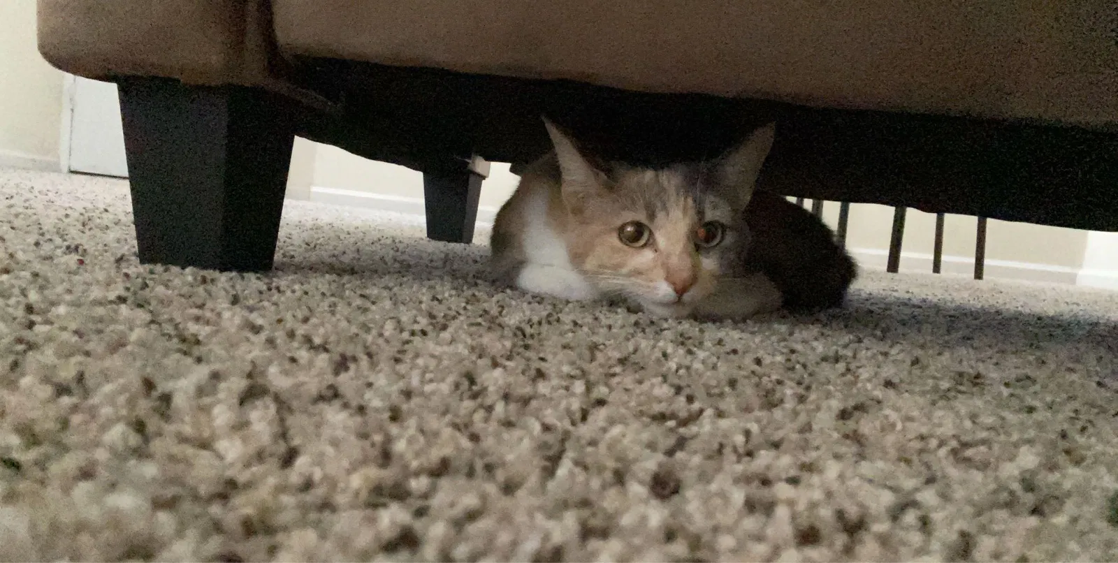 Lost cat in La Mesa, CA, 91942