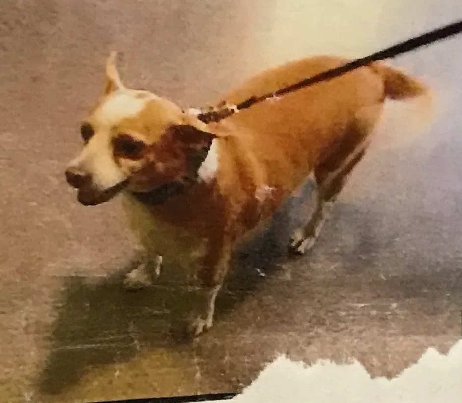 Lost dog in Los Angeles, CA, 90013