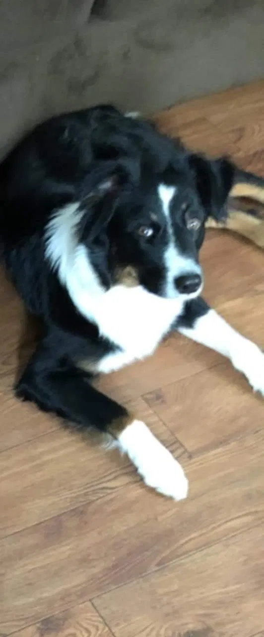 Lost dog in Browns Mills, NJ, 8015