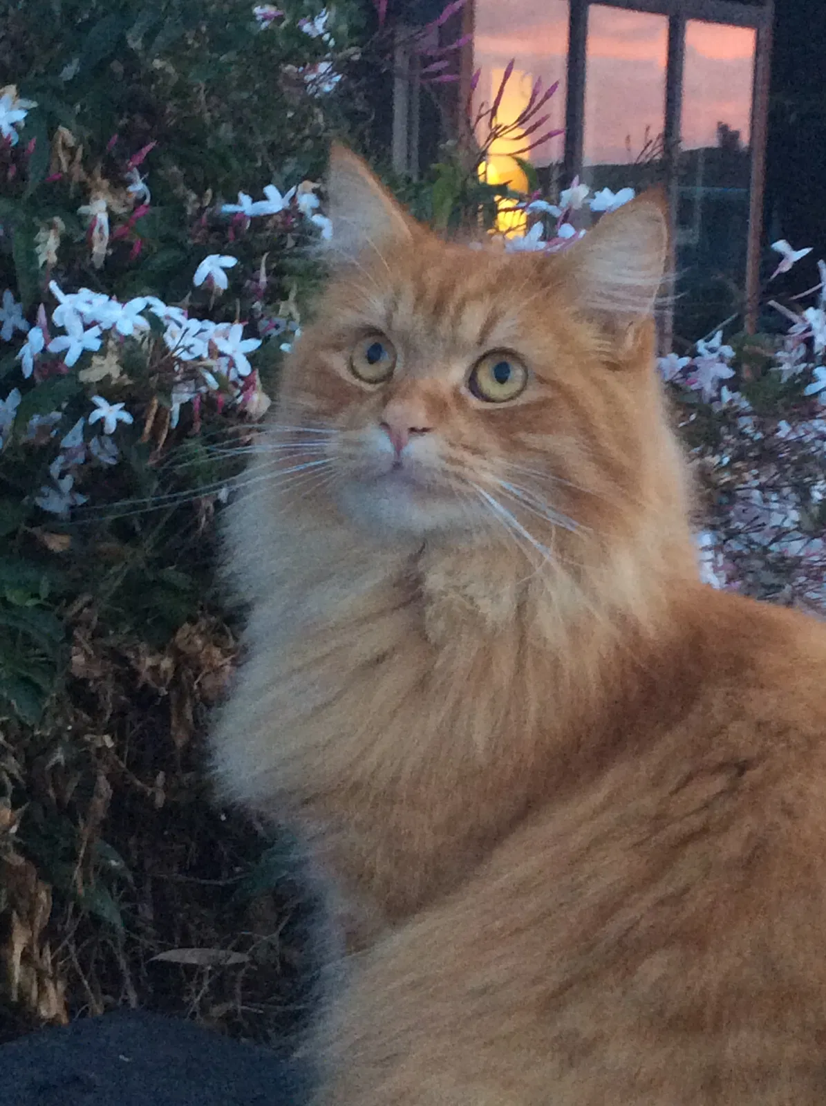 Lost cat in La Mesa, CA, 91941