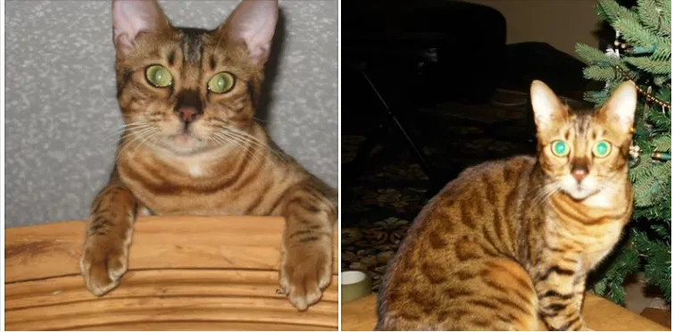 Lost cat in Palm Harbor, FL, 34684