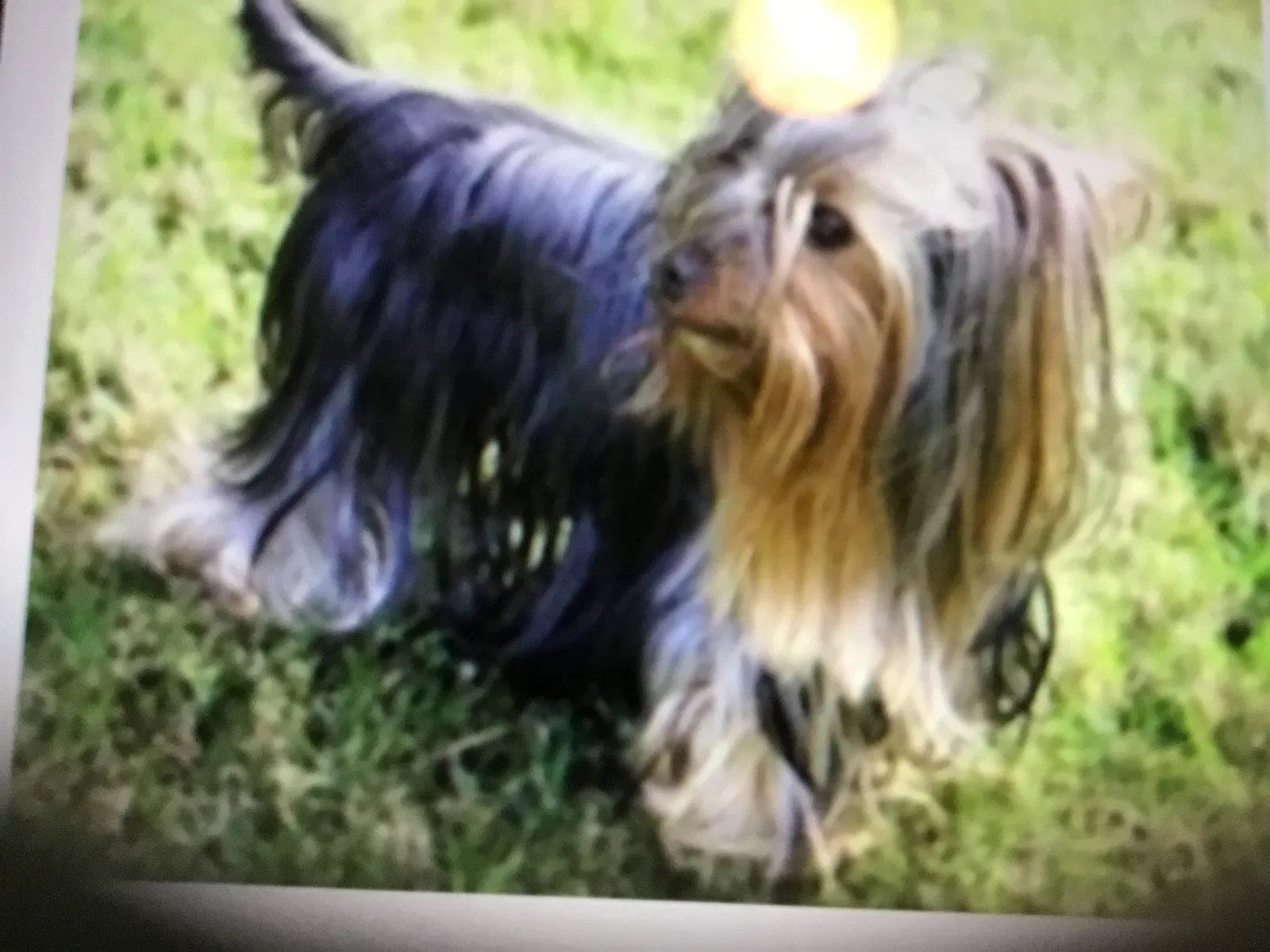 Lost dog in Albuquerque, NM, 87123