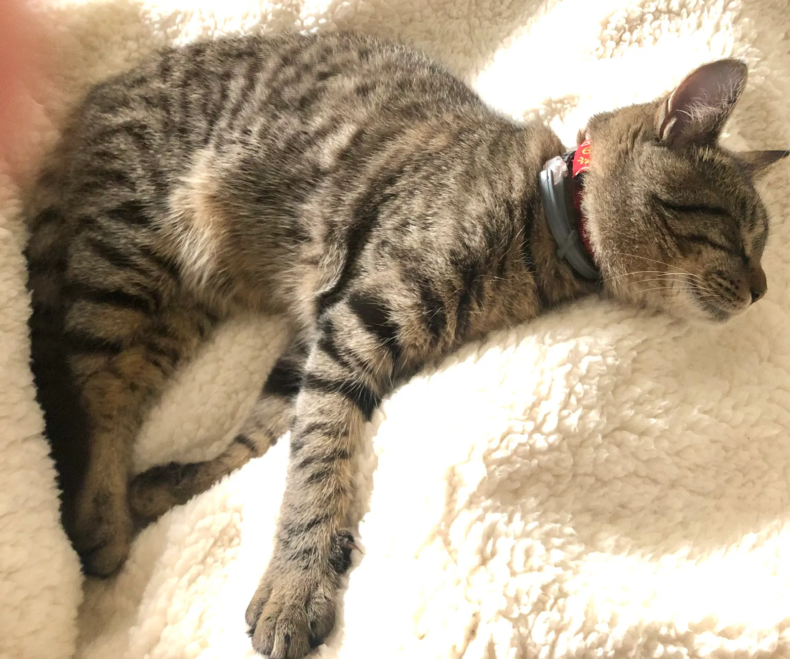 Lost cat in North Charleston, SC, 29418