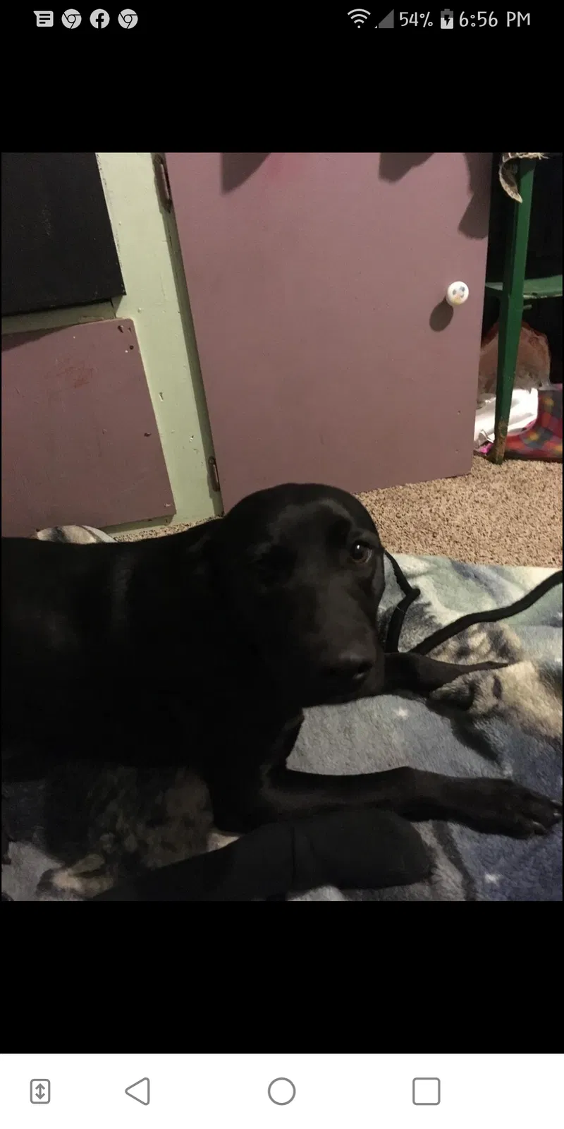 Lost dog in San Bernardino, CA, 92407
