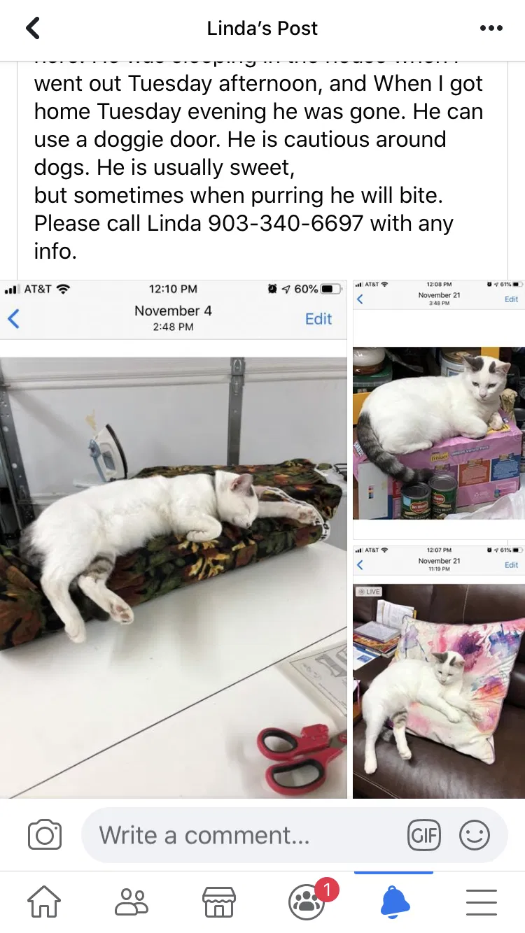 Lost cat in Mabank, TX, 75156