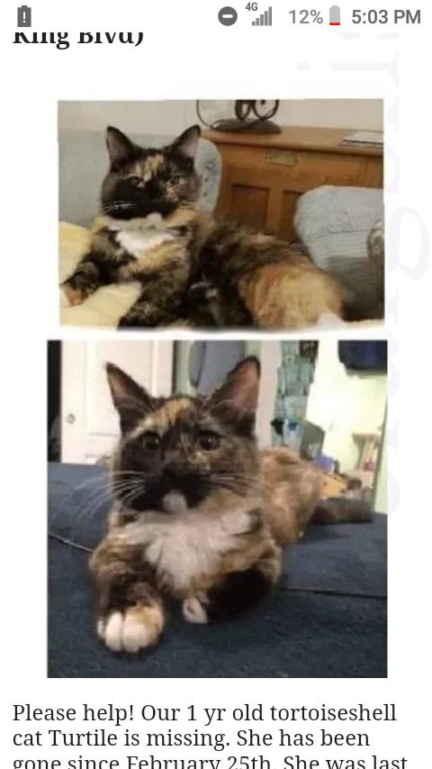 Lost cat in North Las Vegas, NV, 89030