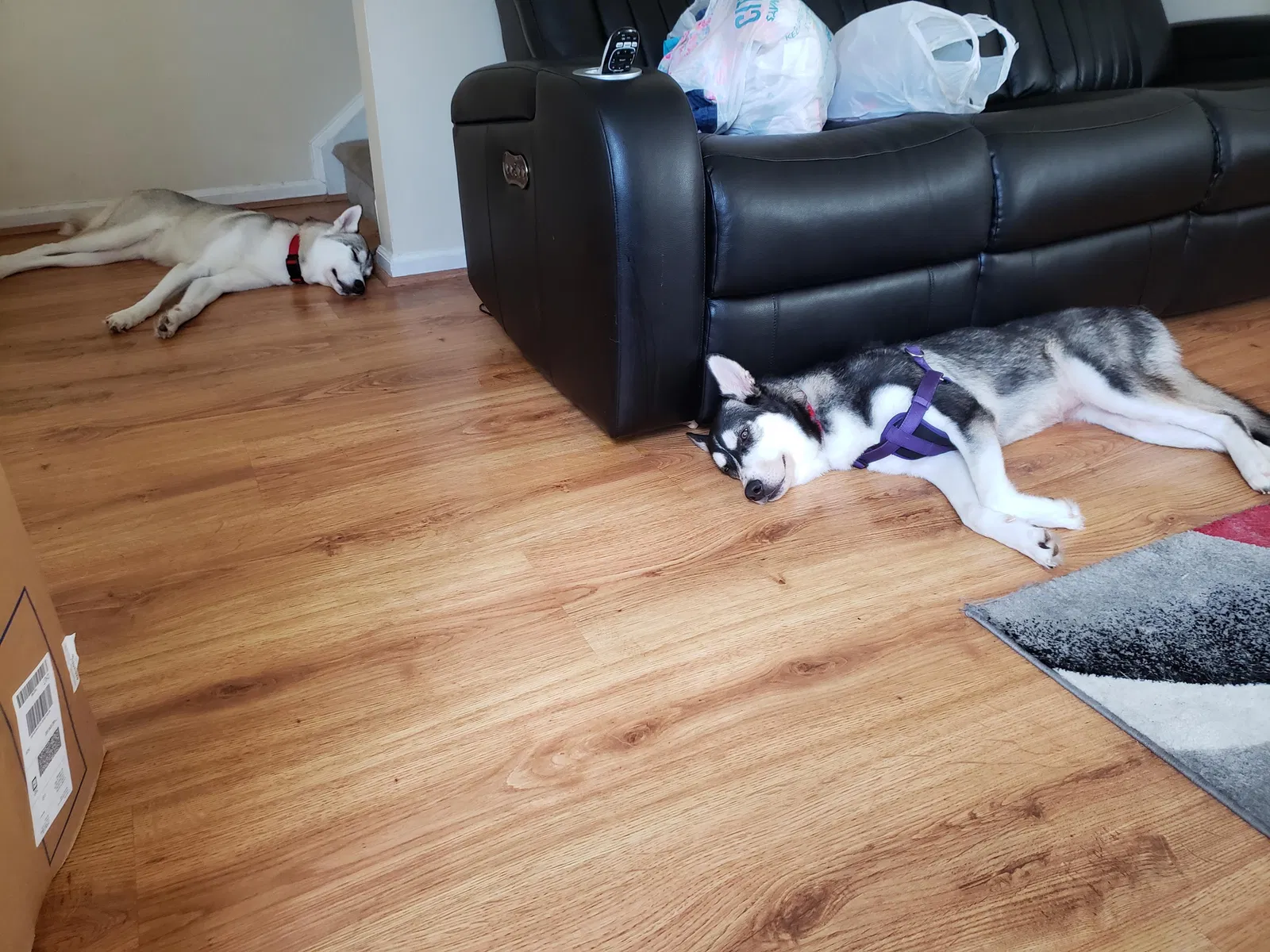 Lost dog in Columbia, SC, 29229