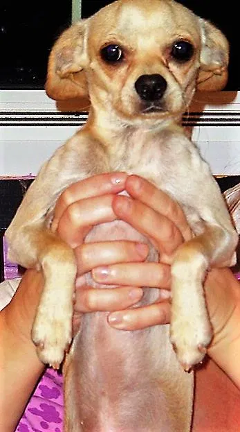 Lost dog in Tucson, AZ, 85706