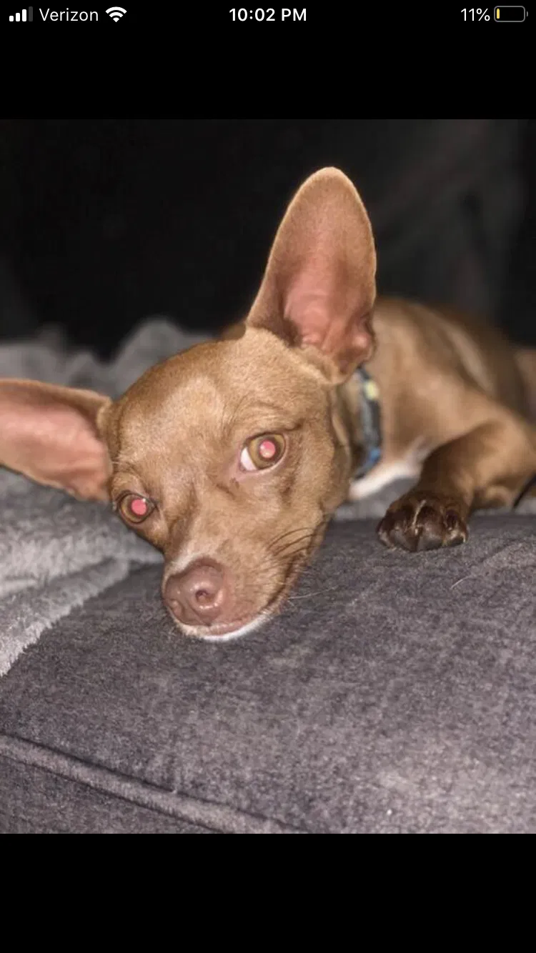 Lost dog in Hayward, CA, 94545