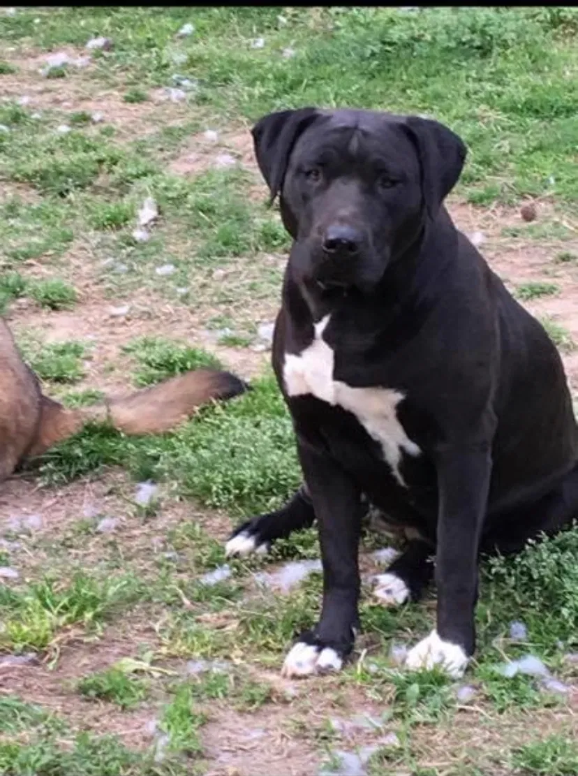 Lost dog in Douglasville, GA, 30134