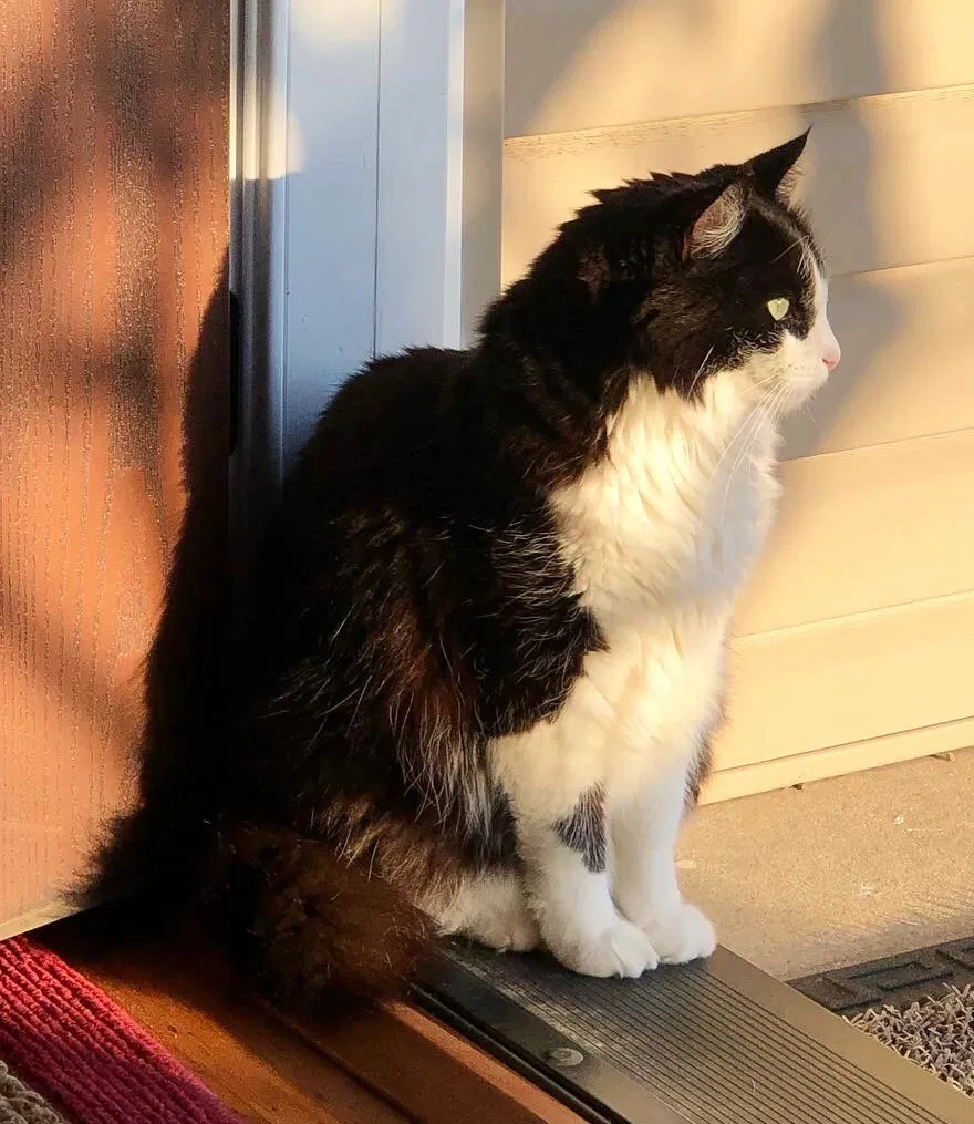 Lost cat in Pacifica, CA, 94044