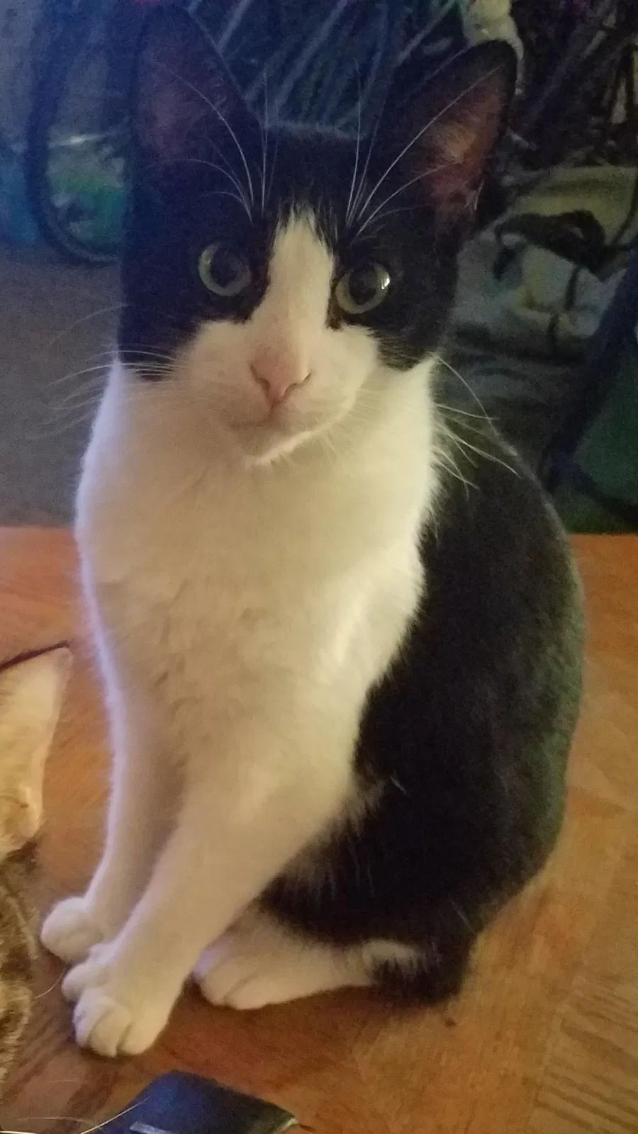Lost cat in Saint Petersburg, FL, 33710
