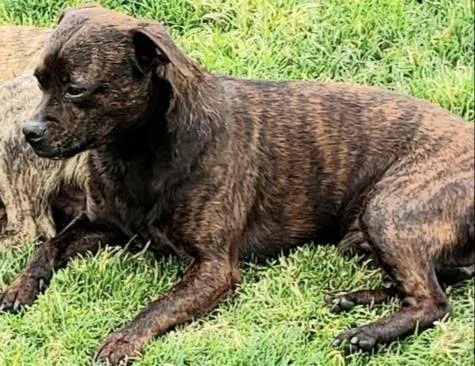 Lost dog in Lafayette, CA, 94549