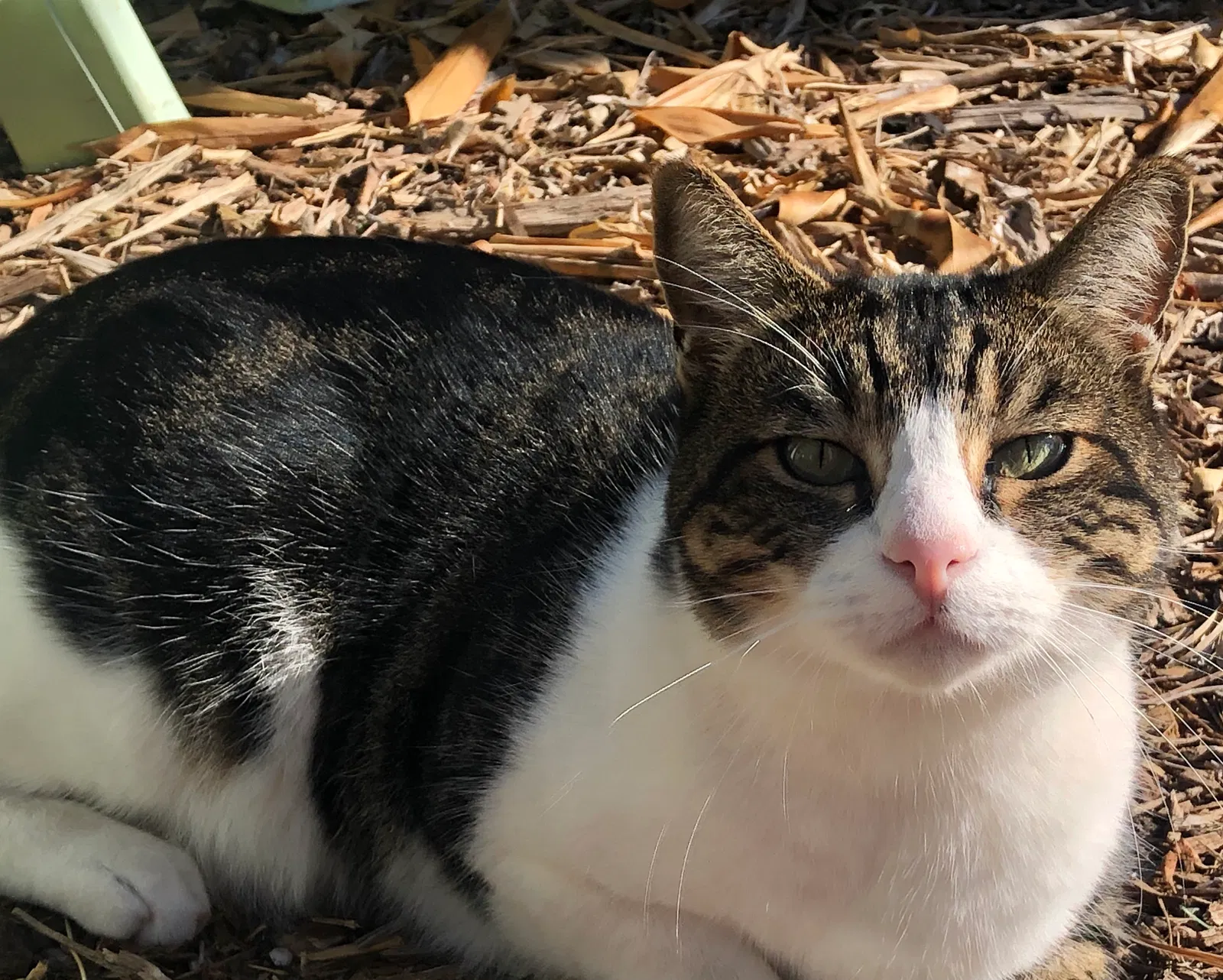 Lost cat in Spring Valley, CA, 91977