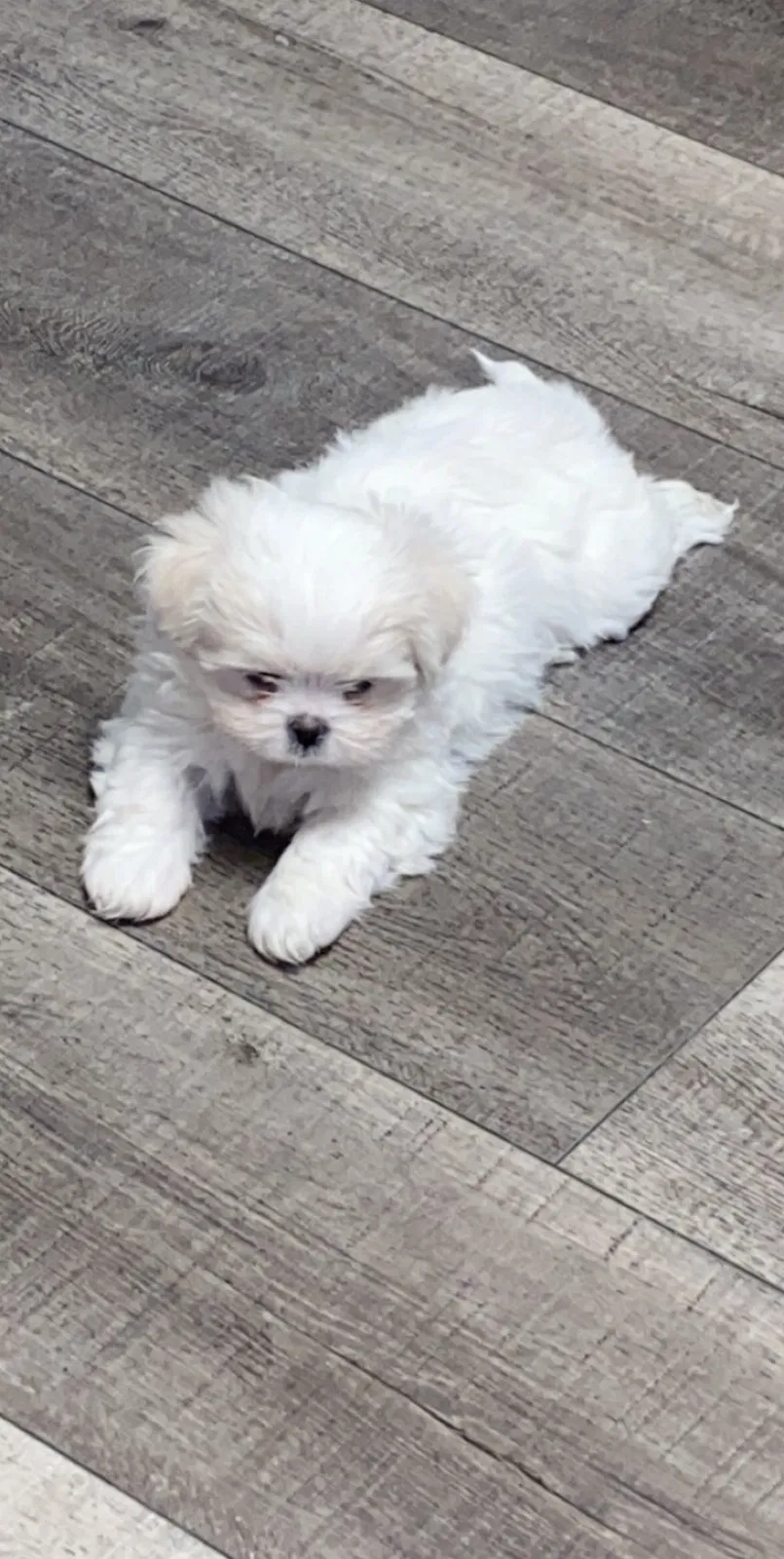 Lost dog in Indianapolis, IN, 46218