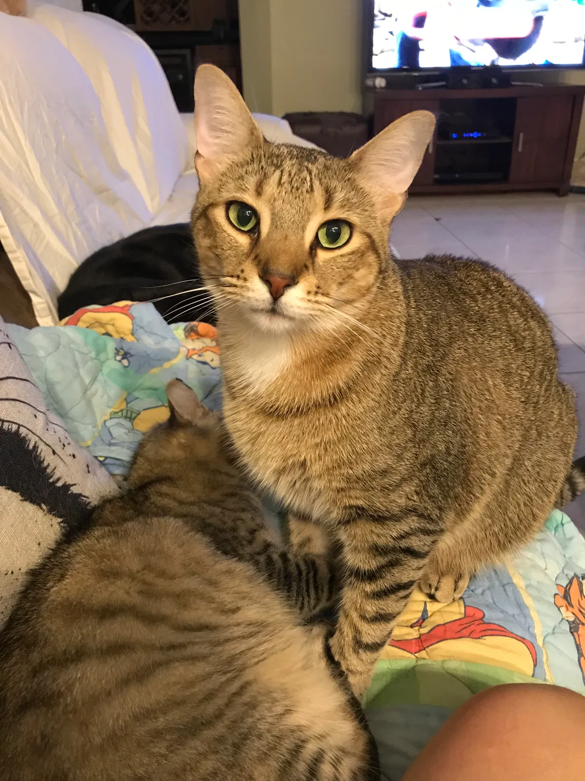 Lost cat in Haines City, FL, 33844