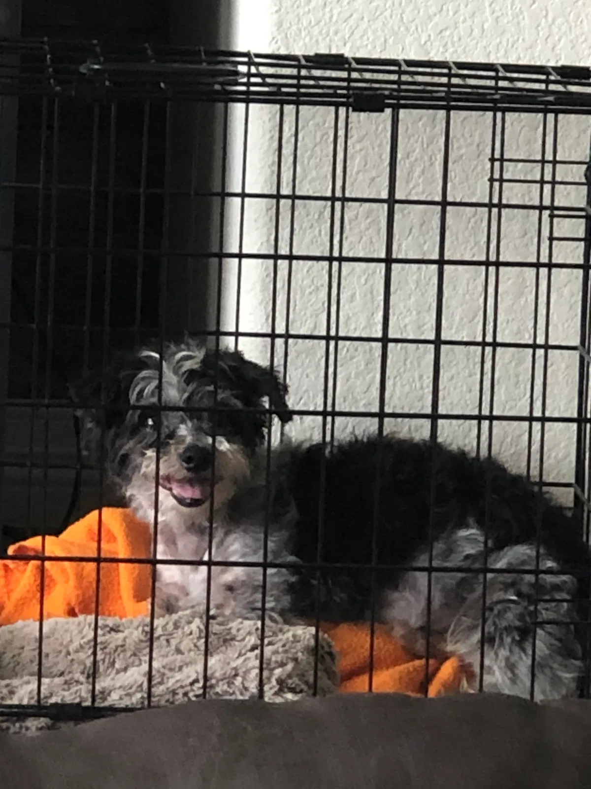 Lost dog in Leander, TX, 78641
