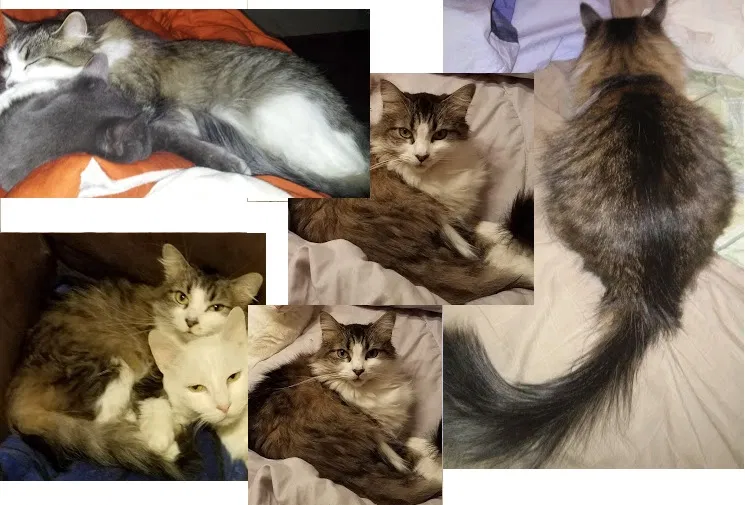 Lost cat in Alton, IL, 62002