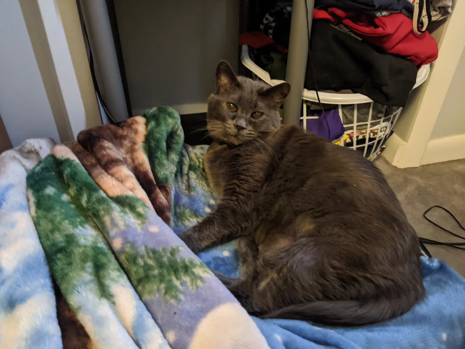 Lost cat in Pittsburgh, PA, 15203