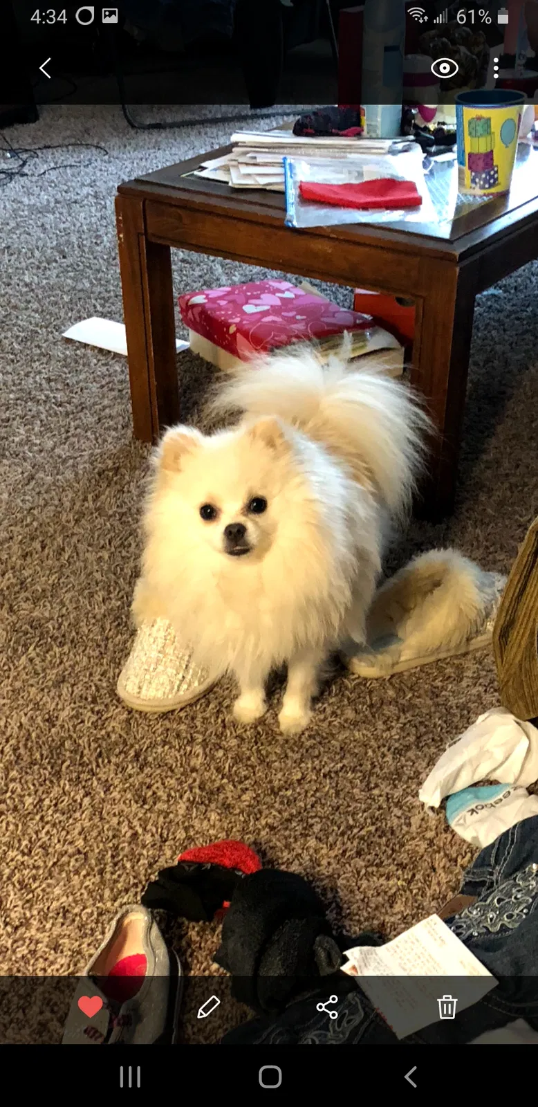 Lost dog in Columbus, OH, 43207