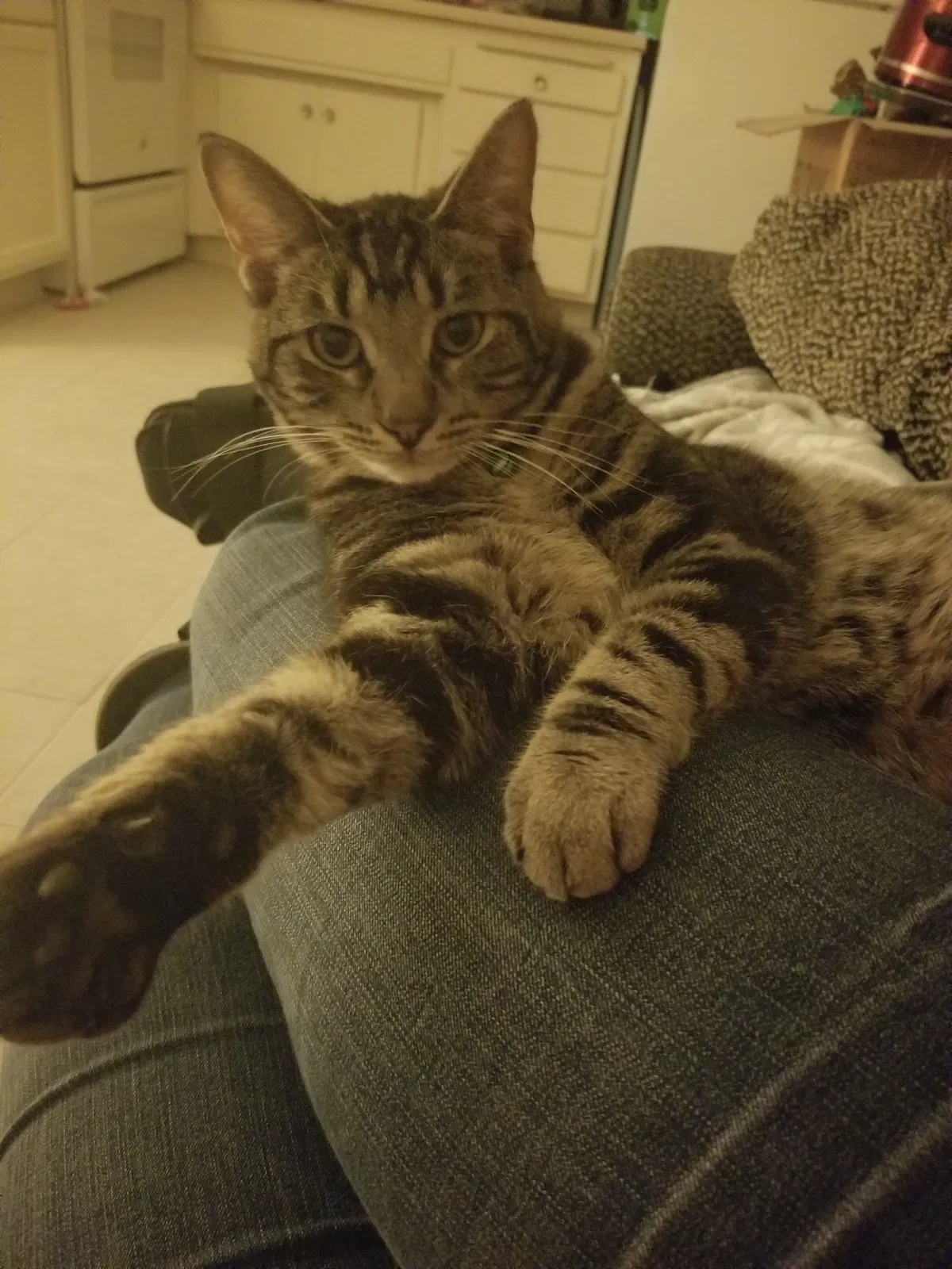 Lost cat in Sacramento, CA, 95841