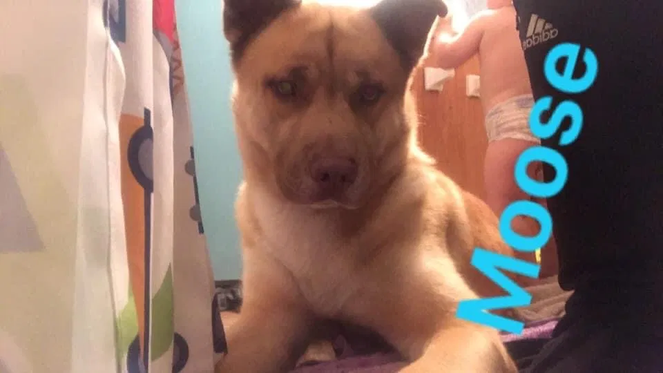 Lost dog in Chesapeake, VA, 23323