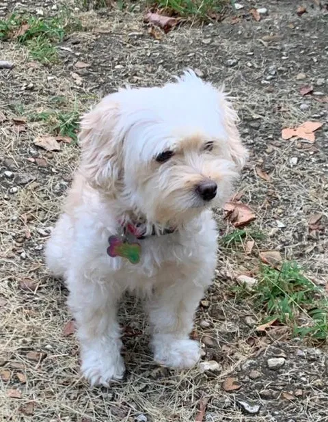 Lost dog in Germantown, TN, 38138