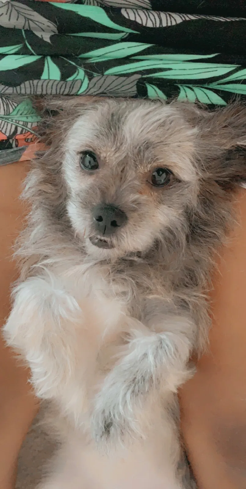 Lost dog in Saint Petersburg, FL, 33716