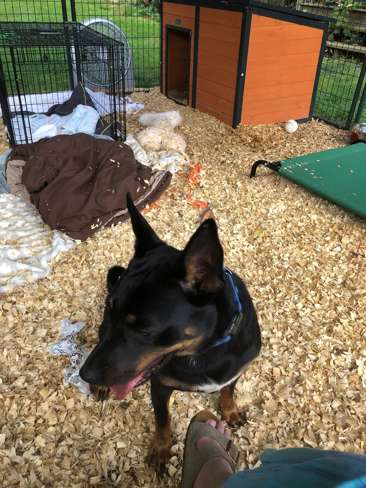 Lost dog in Old Saybrook, CT, 6475