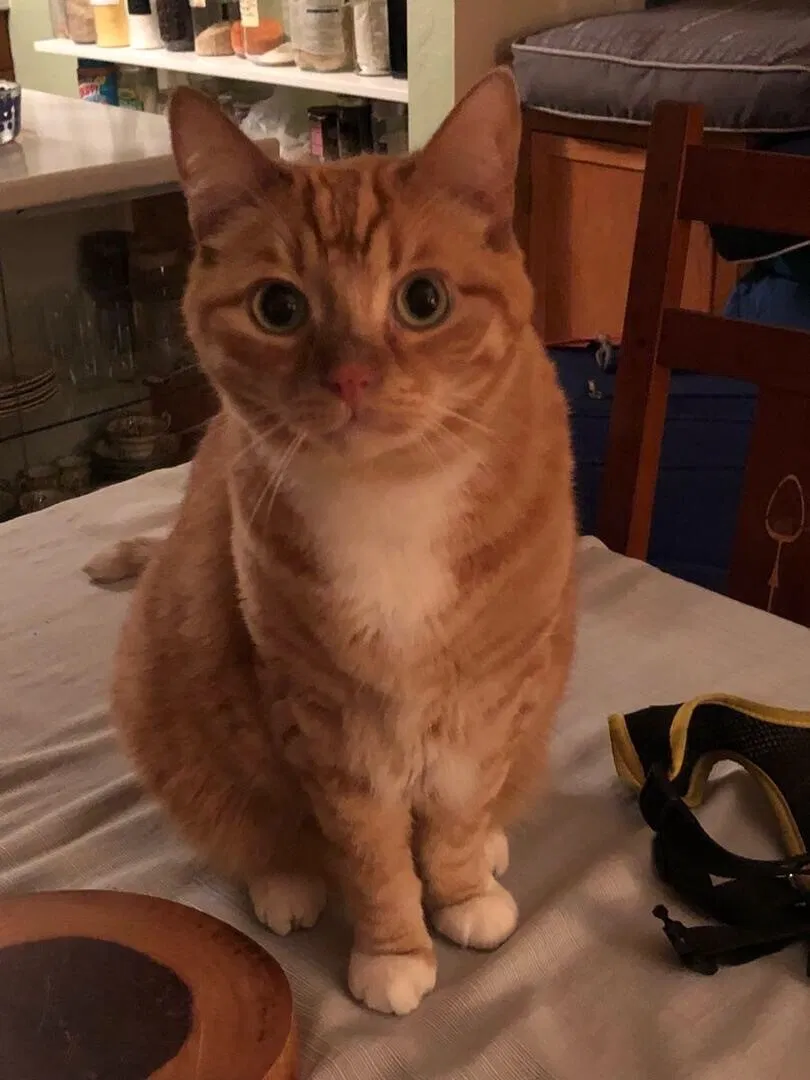 Lost cat in San Diego, CA, 92102