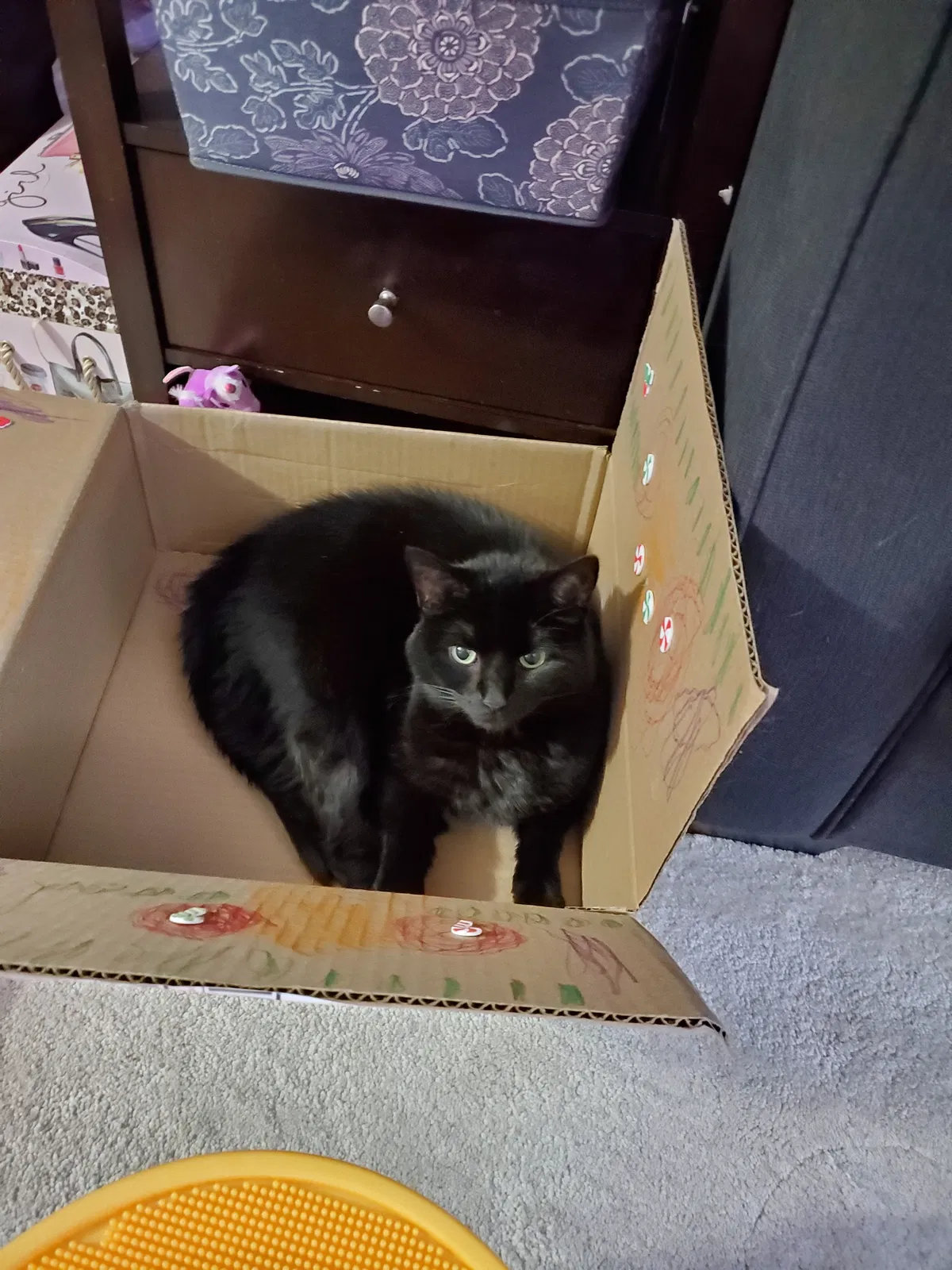 Lost cat in Imperial, PA, 15126