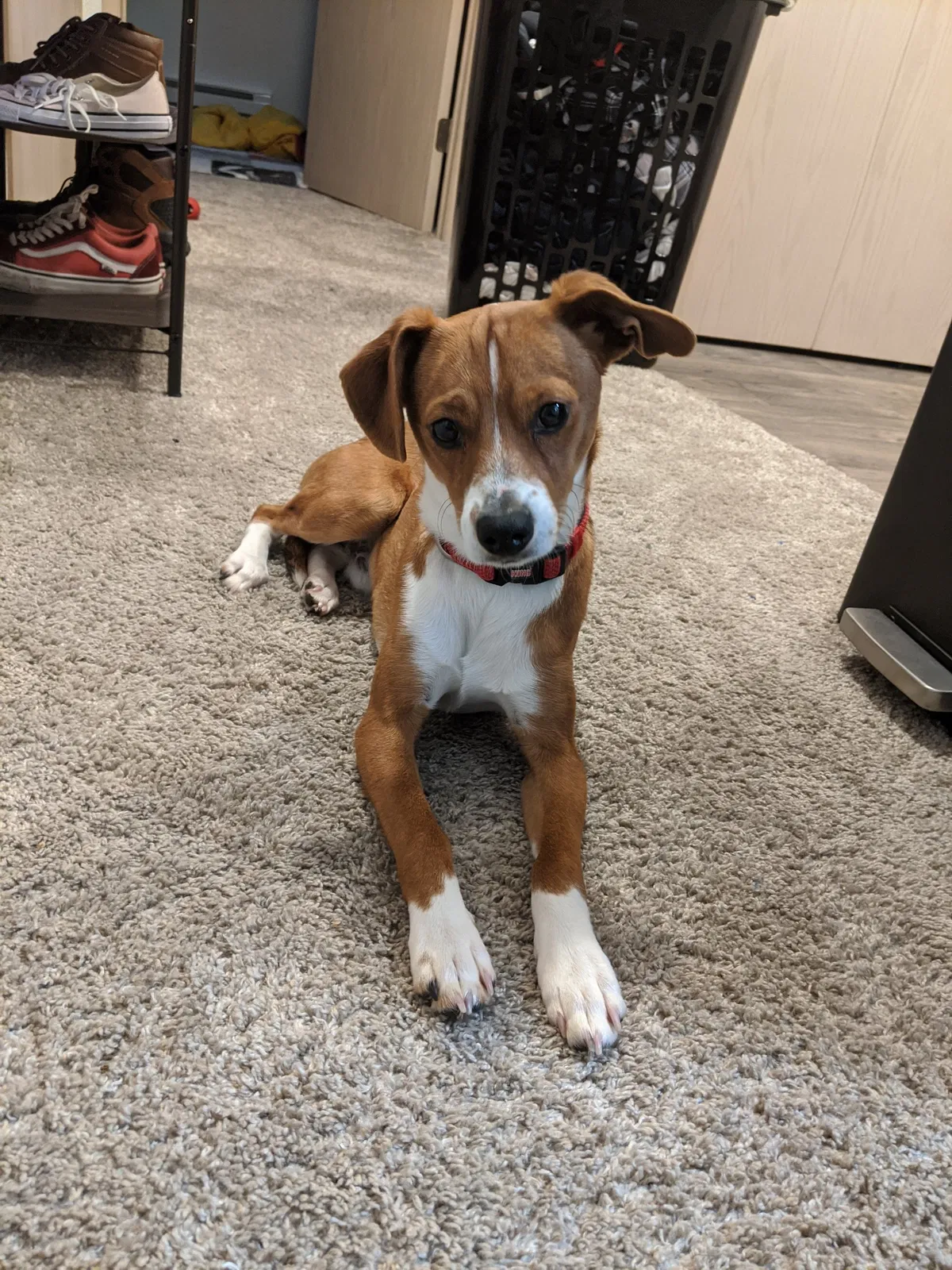 Lost dog in Vancouver, WA, 98683