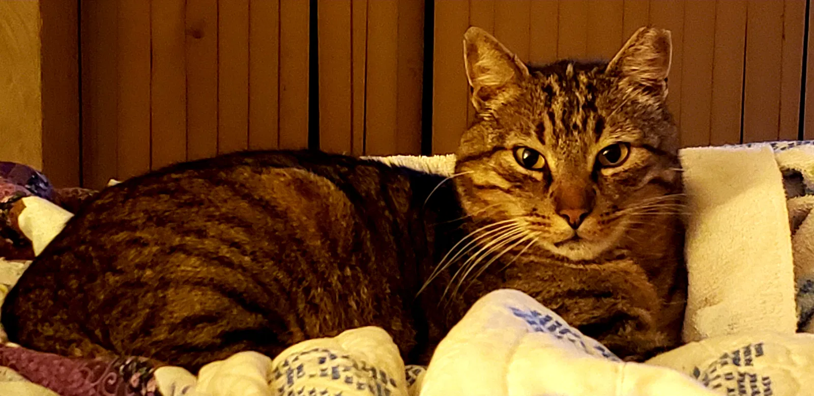 Lost cat in Rancho Cordova, CA, 95670