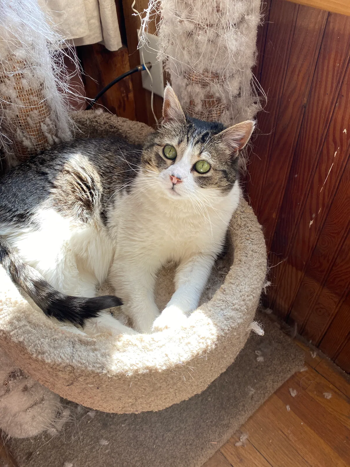 Lost cat in Evergreen, CO, 80439