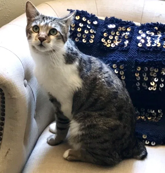 Lost cat in El Cajon, CA, 92020