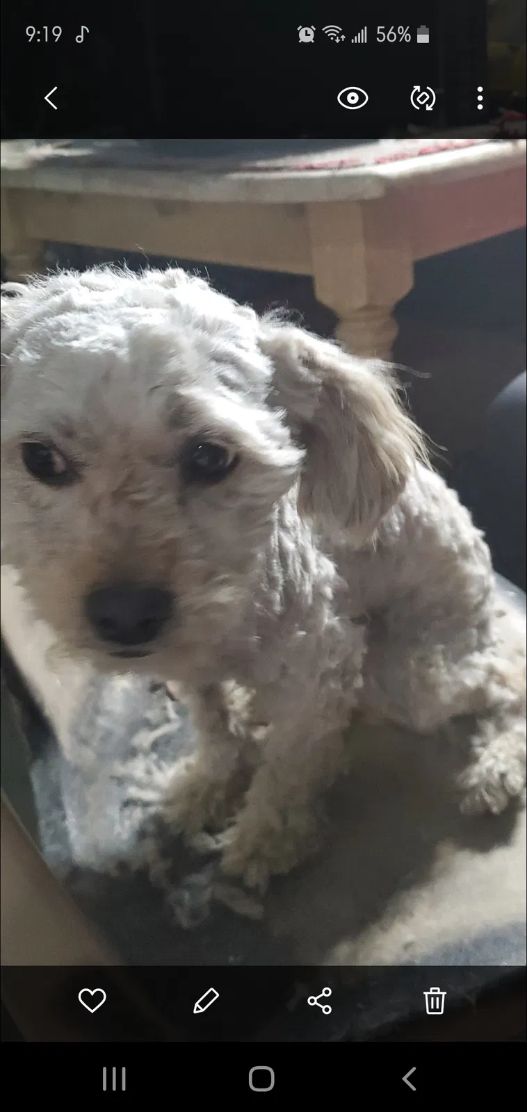 Lost dog in Bloomington, CA, 92316